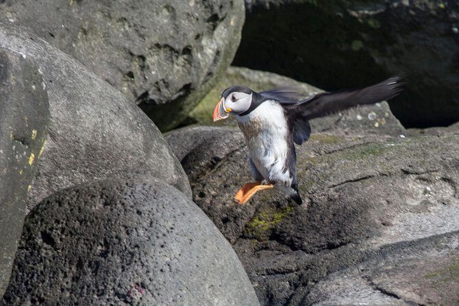 Puffin Cruise with Expert Tour Guide from Reykjavik - Price and value: $63.96 for a focused hour on the water