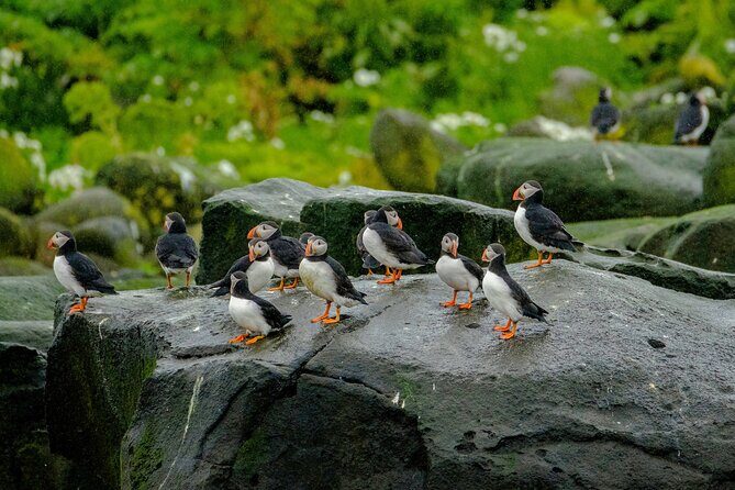 Puffin Watching Speedboat Express - Why this Reykjavik puffin ride works: fast RIBs plus quiet time near the birds