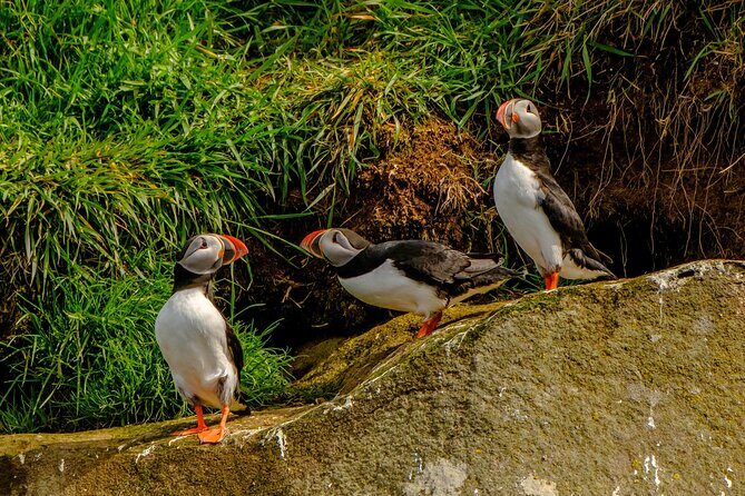 Puffin Watching Speedboat Express - Videy Island puffin time: what close encounters really mean