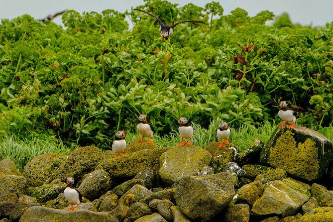 Puffin Watching Speedboat Express - Guides in small-group style: questions, humor, and bird spotting clues