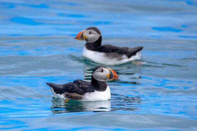Puffin Watching Speedboat Express - Where you start at Aegisgarður 5F and what that means for your day