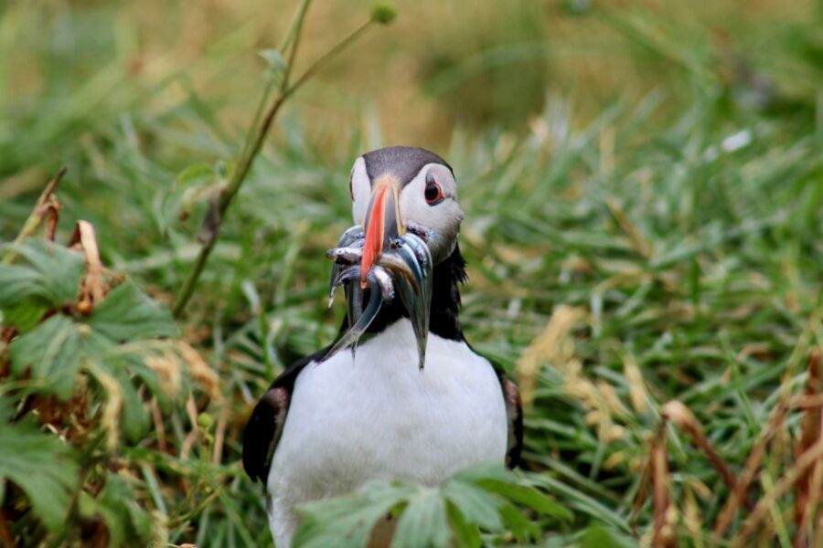 Reykjavik: 1-Hour Puffin Watching Tour - Key Things to Know Before You Go