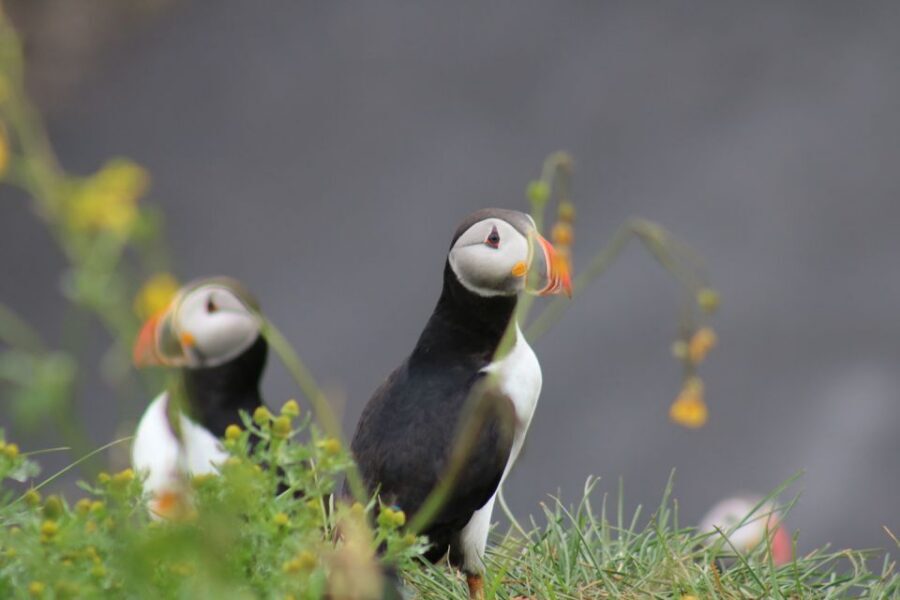 Reykjavik: 1-Hour Puffin Watching Tour - The “Real” Route Depends on Tides: Lundey, Engey, or Akurey
