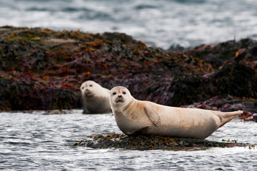 Reykjavik: 2-Day West Tour with Snæfellsnes & Silver Circle - Timing, Weather, and What You Should Pack