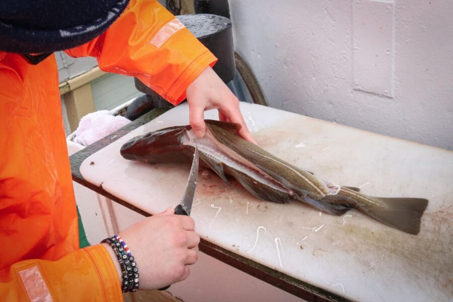 Reykjavik: 3-Hour Sea Angling Gourmet Experience Tour - The Fishing Lesson on a Small Boat: No Guessing Required