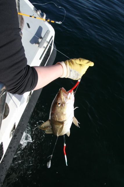 Reykjavik: 3-Hour Sea Angling Gourmet Experience Tour - Who This Tour Is For (and Who Should Skip It)