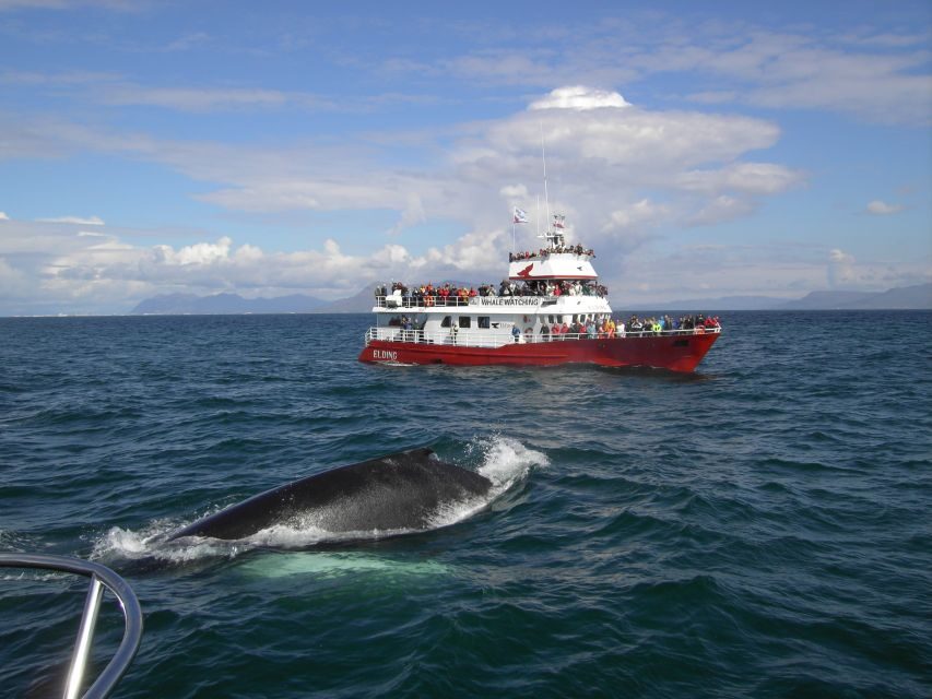 Reykjavik: ATV Ride & Whale Watching Boat Tour - Why this ATV + whale watching pairing is such a smart use of your time