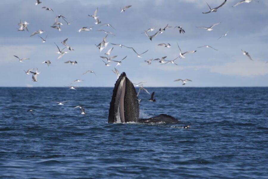 Reykjavik: ATV Ride & Whale Watching Boat Tour - Pickup, timing, and the pre-ride check you shouldn’t skip