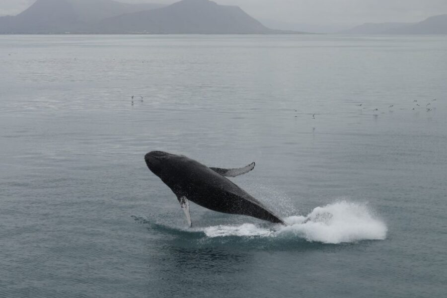 Reykjavik: Best Value Whale Watching Boat Tour - Who Should Book This Tour (and Who Might Not Love It)