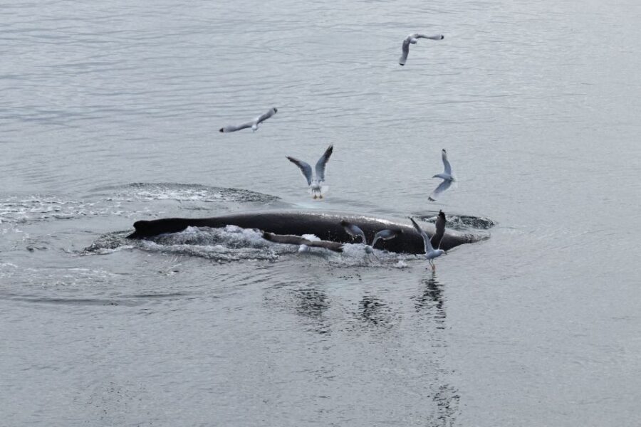 Reykjavik: Best Value Whale Watching Boat Tour - Reykjavik’s Old Harbour Start: The Part You Should Not Rush