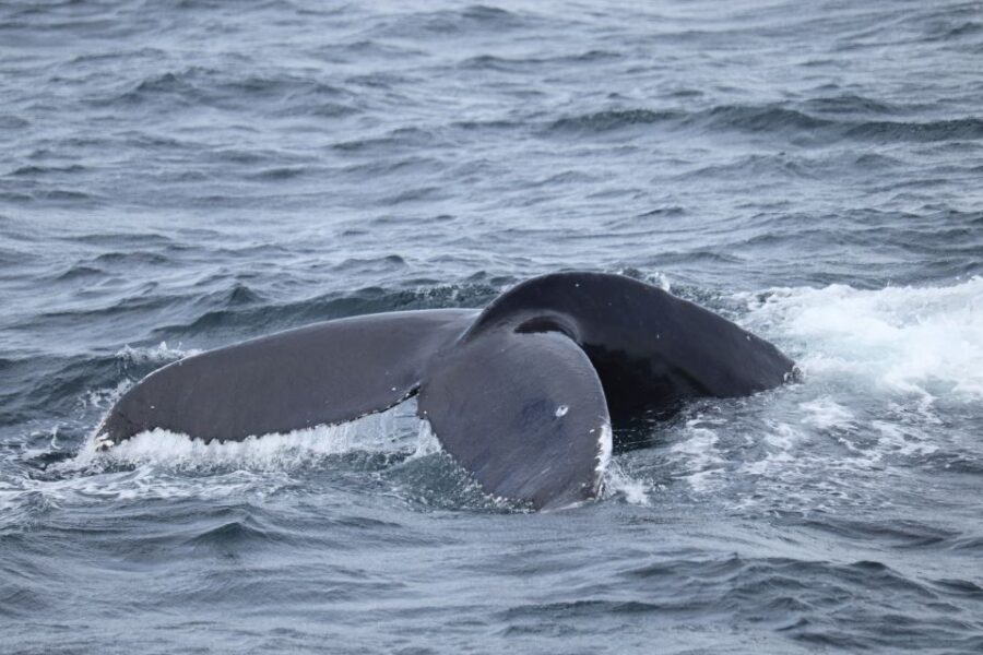 Reykjavik: Best Value Whale Watching Boat Tour - The Guide Makes It Feel Personal: Lucas, Badger, and the Real Value of Commentary