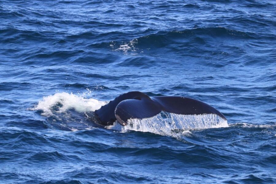 Reykjavik: Best Value Whale Watching Boat Tour - The Onboard Bar, Wi‑Fi, and Food You’ll Need to Plan For