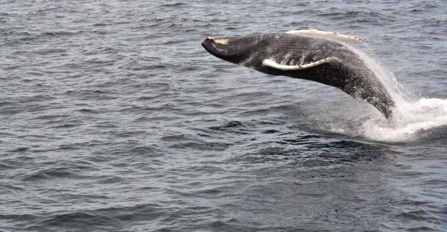 Reykjavik: Best Value Whale Watching Boat Tour - Value at $103: Why This Price Can Work (Even When You See One Whale)