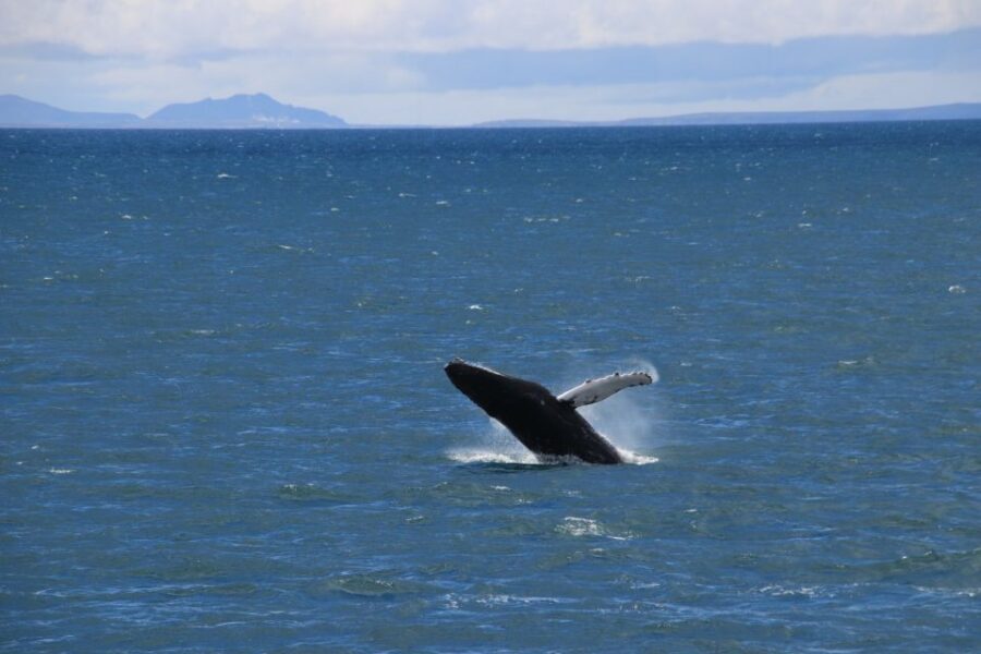 Reykjavik: Best Value Whale Watching Boat Tour - Weather and Crowds: How to Choose the Right Mindset (and Clothing)