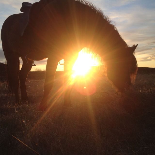 Reykjavik: Evening Sleipnir Horse Riding Tour with Pickup - Practical Tips So You Enjoy Every Minute
