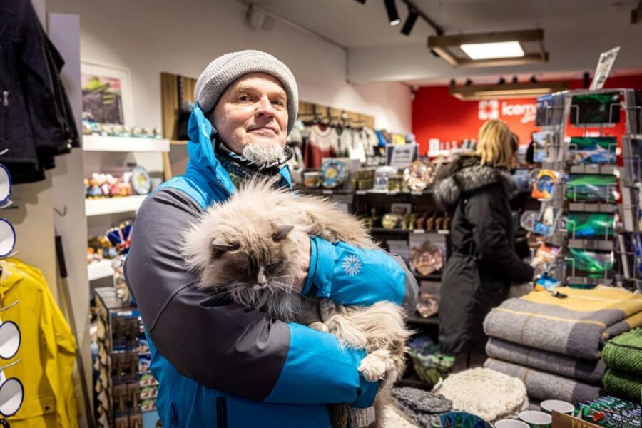 Reykjavik: Feline-Focused City Walking Tour - Where You Meet and How to Start Without Feeling Lost