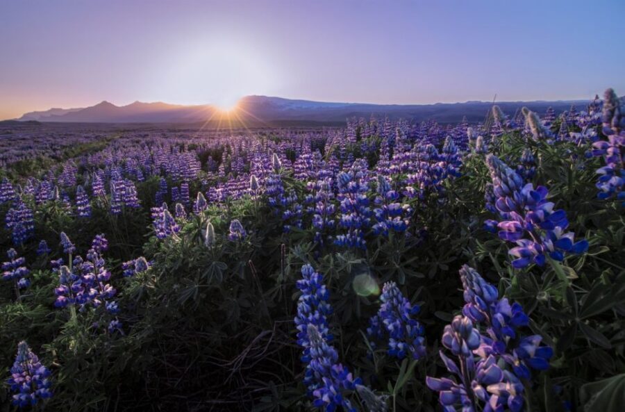 Reykjavik: Golden Circle, Tomato Farm and Kerið Crater Tour - Price and value: what $152 buys and what costs extra