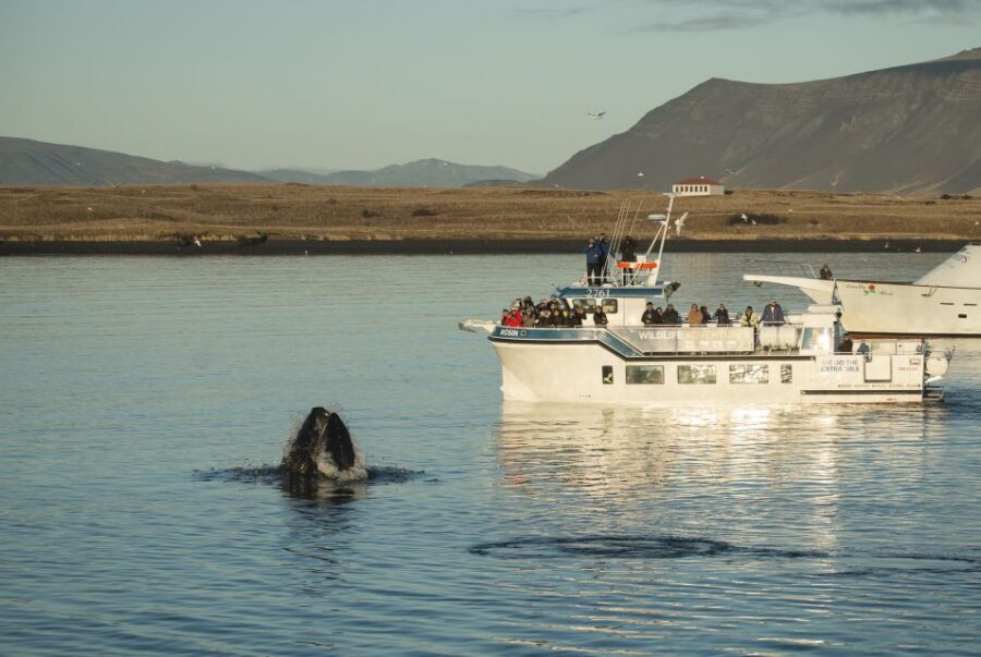 Reykjavík: Midnight Sun Whale Watching Cruise - Why Midnight Sun Whale Watching in Faxaflói Bay Feels Different