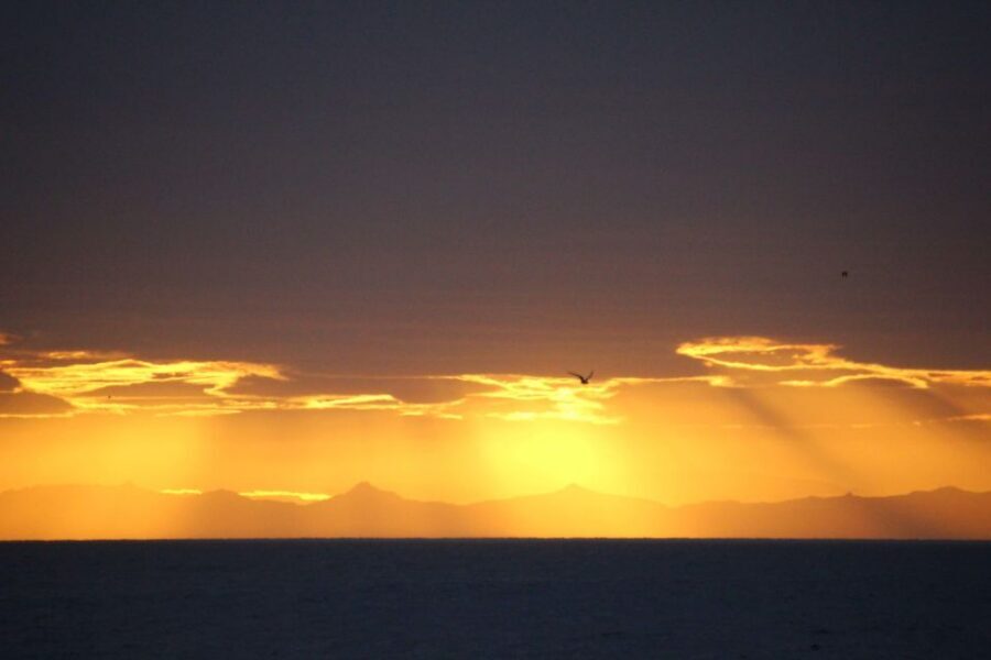 Reykjavík: Midnight Sun Whale Watching Cruise - What You Might See: Humpbacks, Minke Whales, Dolphins, and Porpoises