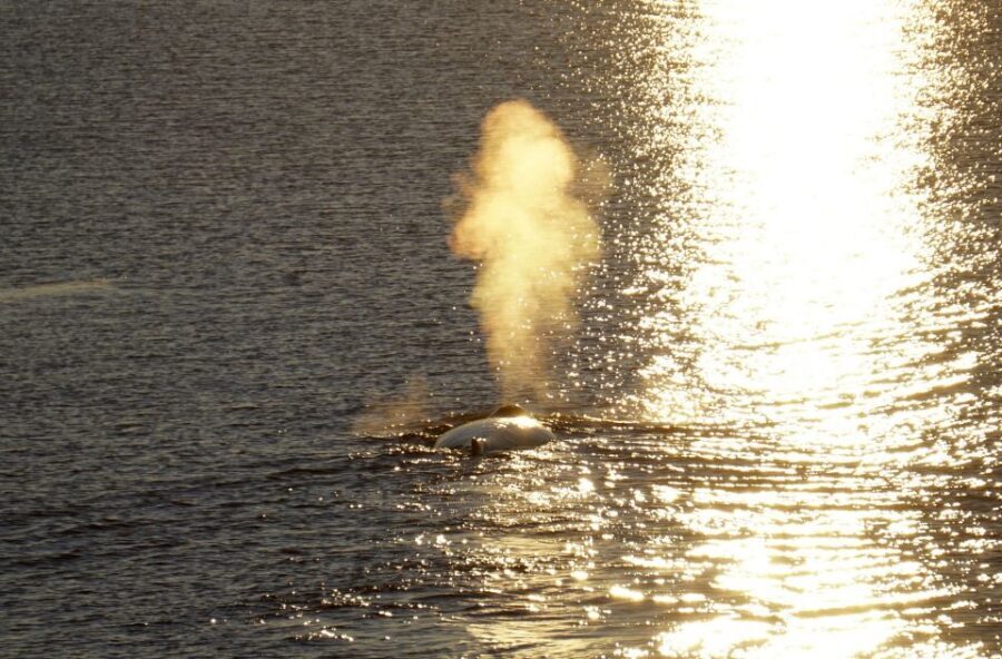 Reykjavík: Midnight Sun Whale Watching Cruise - Food, Wi-Fi, and the Snacks You Might Want