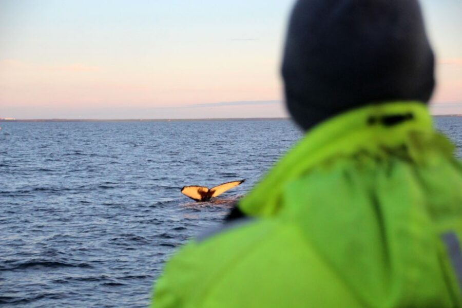 Reykjavík: Midnight Sun Whale Watching Cruise - Price and Value: Why $106 Can Make Sense