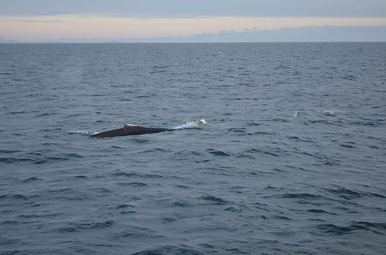 Reykjavik: Midnight Sun Whale Watching Tour - Sustainability That You Can Actually Feel: Boat Speed and Low Disturbance