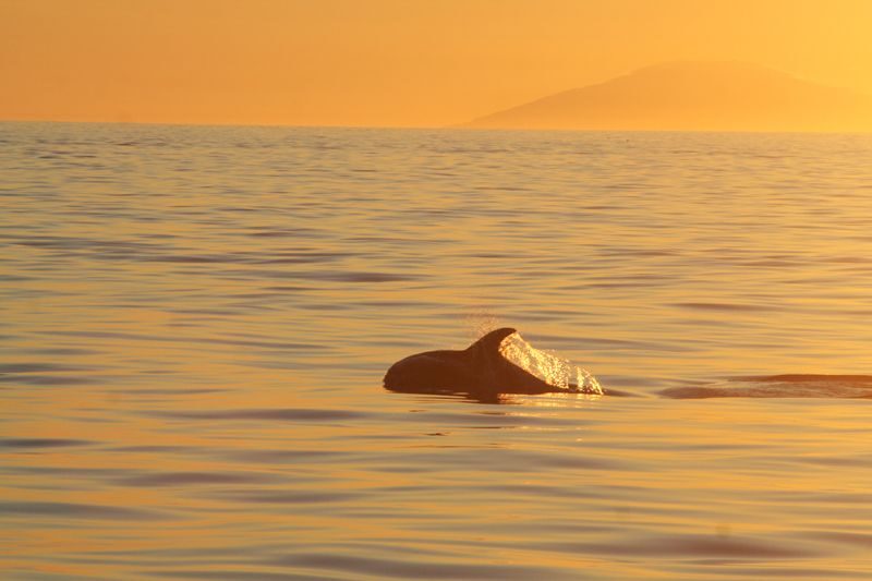 Reykjavik: Midnight Sun Whale Watching Tour - The Midnight Sun Timing: Sunset Views Without Dark-Limit Anxiety