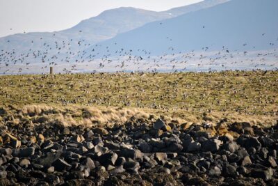 Reykjavik Premium Puffin tour | Close Up and Personal - Guides, safety, and the “small group” advantage