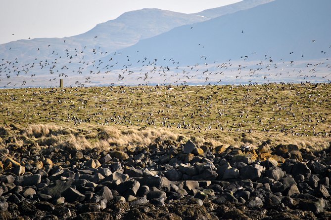 Reykjavik Premium Puffin tour | Close Up and Personal - Guides, safety, and the “small group” advantage