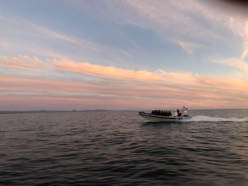 Reykjavik: Premium Whale and Puffin Watching Evening Tour - Key Things You’ll Notice on This Evening Cruise
