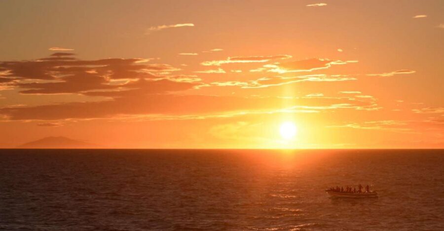 Reykjavik: Premium Whale and Puffin Watching Evening Tour - The Loop Near Wind-Beaten Islands: Where Puffins Come Into Play