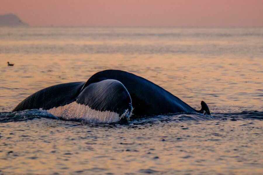 Reykjavik: Premium Whale and Puffin Watching Evening Tour - Open Water Scanning: Whales and Dolphins, Plus the Feeling of Space