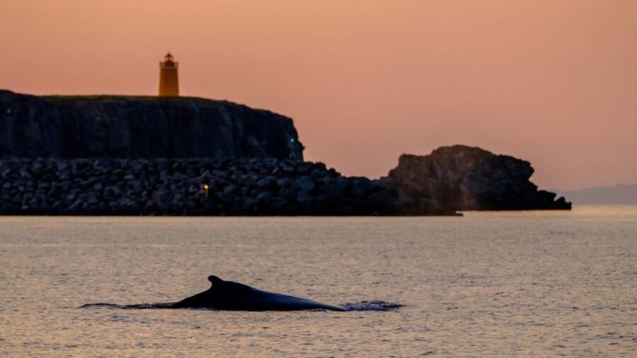 Reykjavik: Premium Whale and Puffin Watching Evening Tour - The Warm Overalls: A Small Detail That Changes the Entire Mood