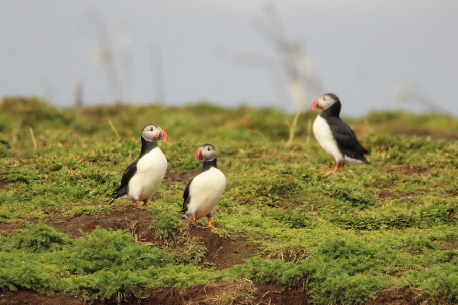 Reykjavik: Premium Whale and Puffin Watching Evening Tour - What Happens If You Don’t Spot Whales