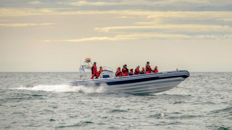 Reykjavik: Premium Whale and Puffin Watching Evening Tour - From Old Harbour: Your Departure and What It Means for Your Chances