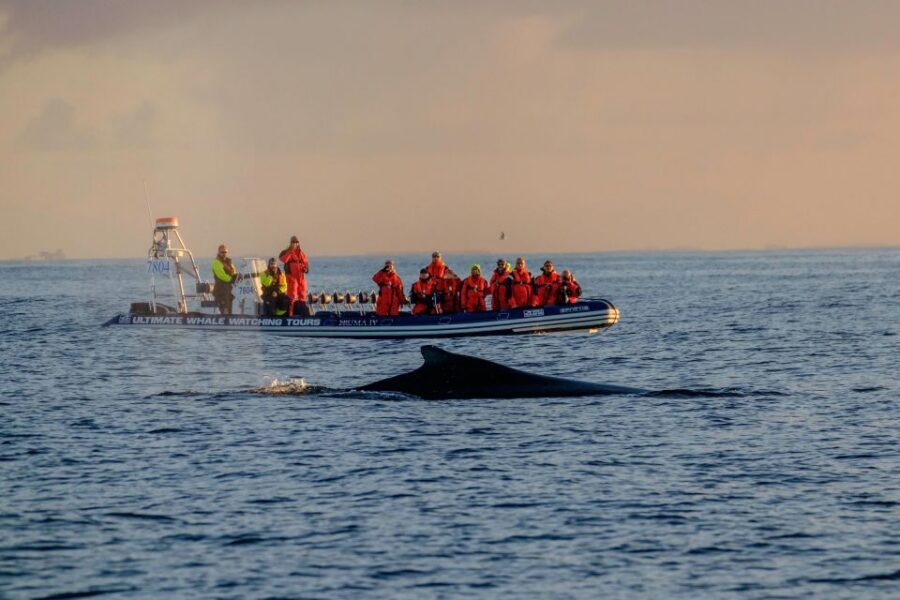 Reykjavik: Premium Whale Watching with Flexible Ticket - Key things to know before you go