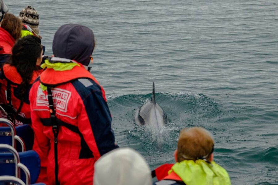 Reykjavik: Premium Whale Watching with Flexible Ticket - Price and Value: What $202 Buys You for Two Hours