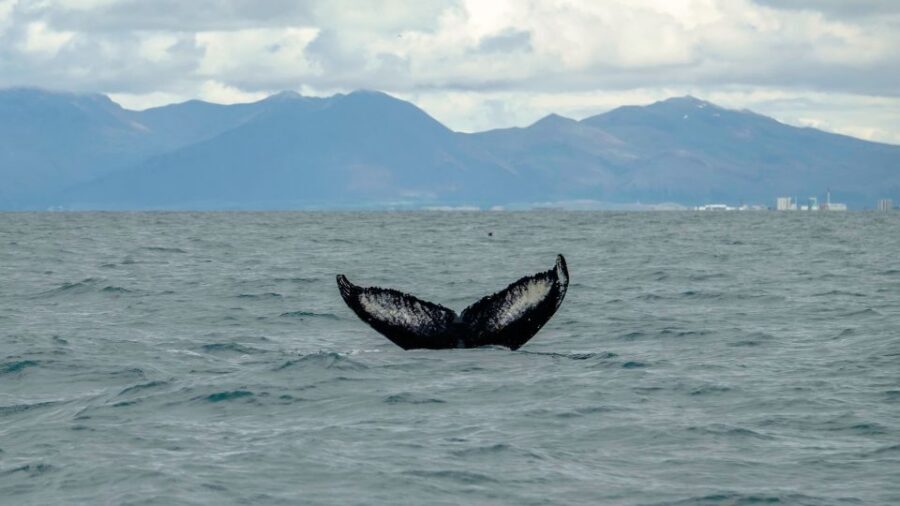 Reykjavik: Premium Whale Watching with Flexible Ticket - 2 Hours on the Water: How You Search Faxaflói Bay