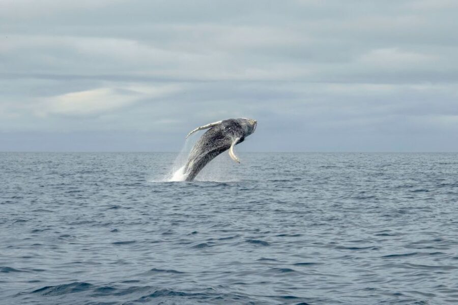 Reykjavik: Premium Whale Watching with Flexible Ticket - Summer Bonus: Puffin Watching Near the Harbor (May to August)