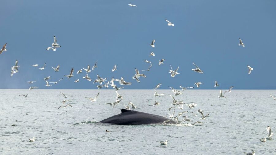 Reykjavik: Premium Whale Watching with Flexible Ticket - The Return Ride: Reykjavík Landmarks From Sea Level