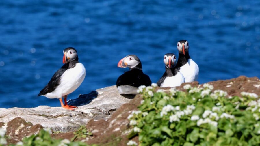 Reykjavik: Premium Whale Watching with Flexible Ticket - Meeting at Aegisgardur 5 and Getting Ready to Ride