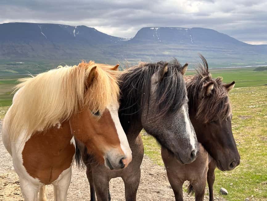 Reykjavik: PRIVATE Golden Circle tour with 5 TOP stops - Fixed Price and Parking Fees: The Budget-Friendly Kind of Surprise