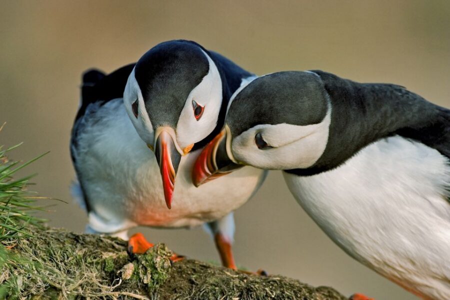 Reykjavik: Puffin Watching Boat Tour - Skúlaskeið, Old Skuli: A Wooden Boat That Feels Like a Small Adventure