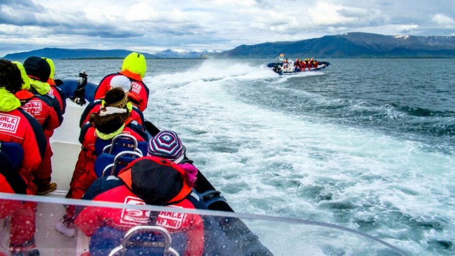 Reykjavik: Puffin Watching Tour - Should You Book the Reykjavik Puffin Watching RIB?
