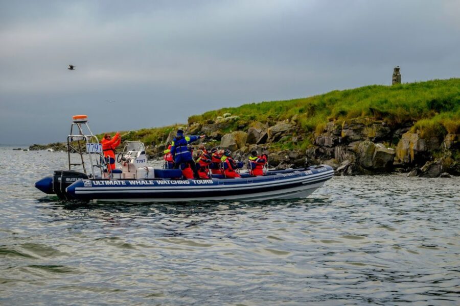 Reykjavik: Puffin Watching Tour - Photo Tips That Actually Help on a Moving RIB