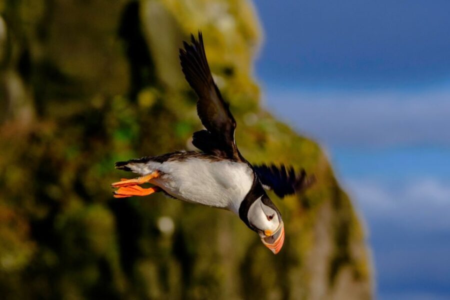Reykjavik: Puffin Watching Tour - The 1-Hour Window: Why Short Works for Wildlife Watching