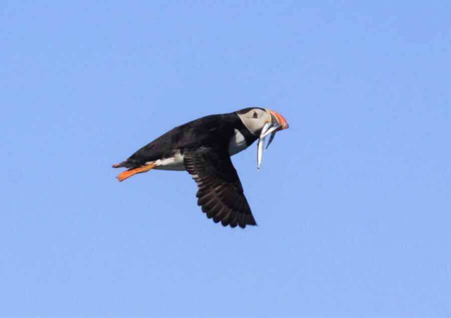 Reykjavik: Puffin Watching Tour - Who This Tour Suits Best (and Who Should Skip)