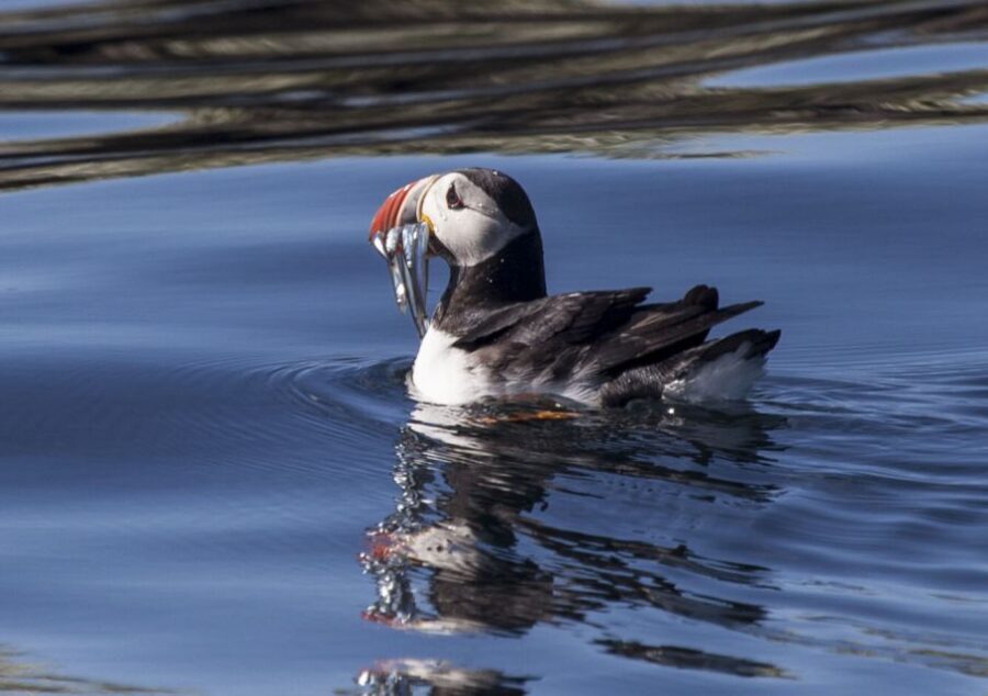 Reykjavik: Puffin Watching Tour by RIB Speedboat - Included Waterproof Gear That Actually Helps