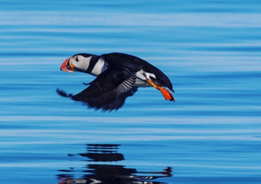 Reykjavik: Puffin Watching Tour by RIB Speedboat - Arriving on the Islands: Engine Off for Real Watching