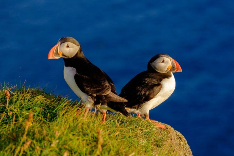 Reykjavik: Puffin Watching Tour - Old Harbour Departure: What the 1-Hour Boat Ride Feels Like